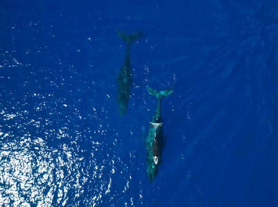From Land to Sea: The Ultimate Maui Adventure Experience