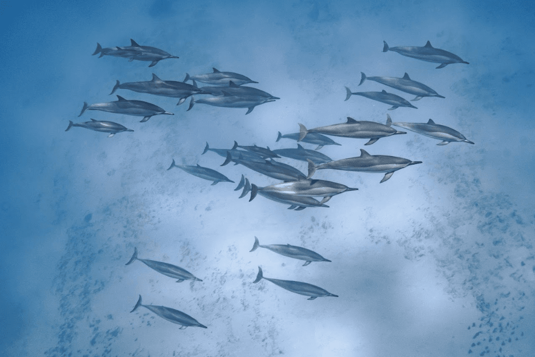 A pod of dolphins swimming off the Maui coast