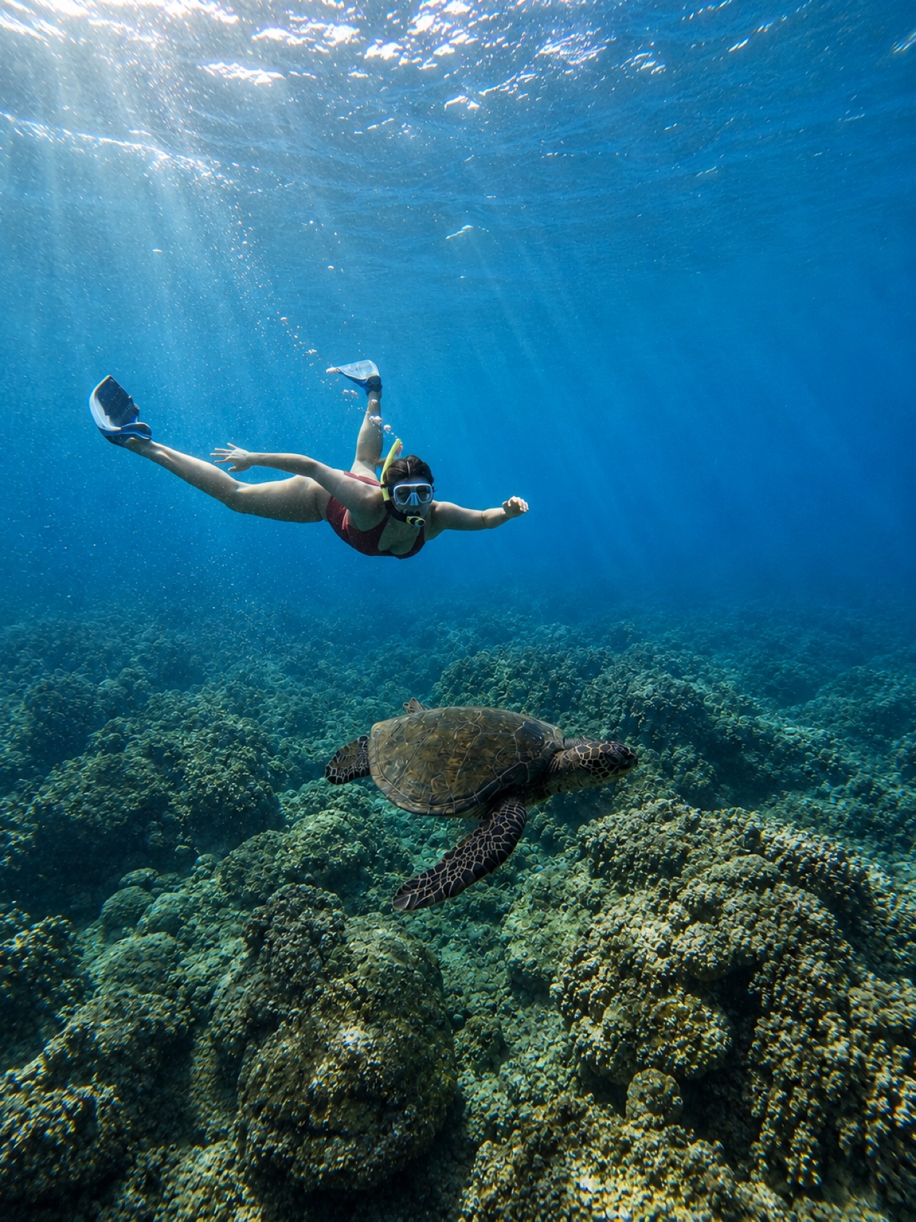 Three honu in the sun rays — Turtle Town