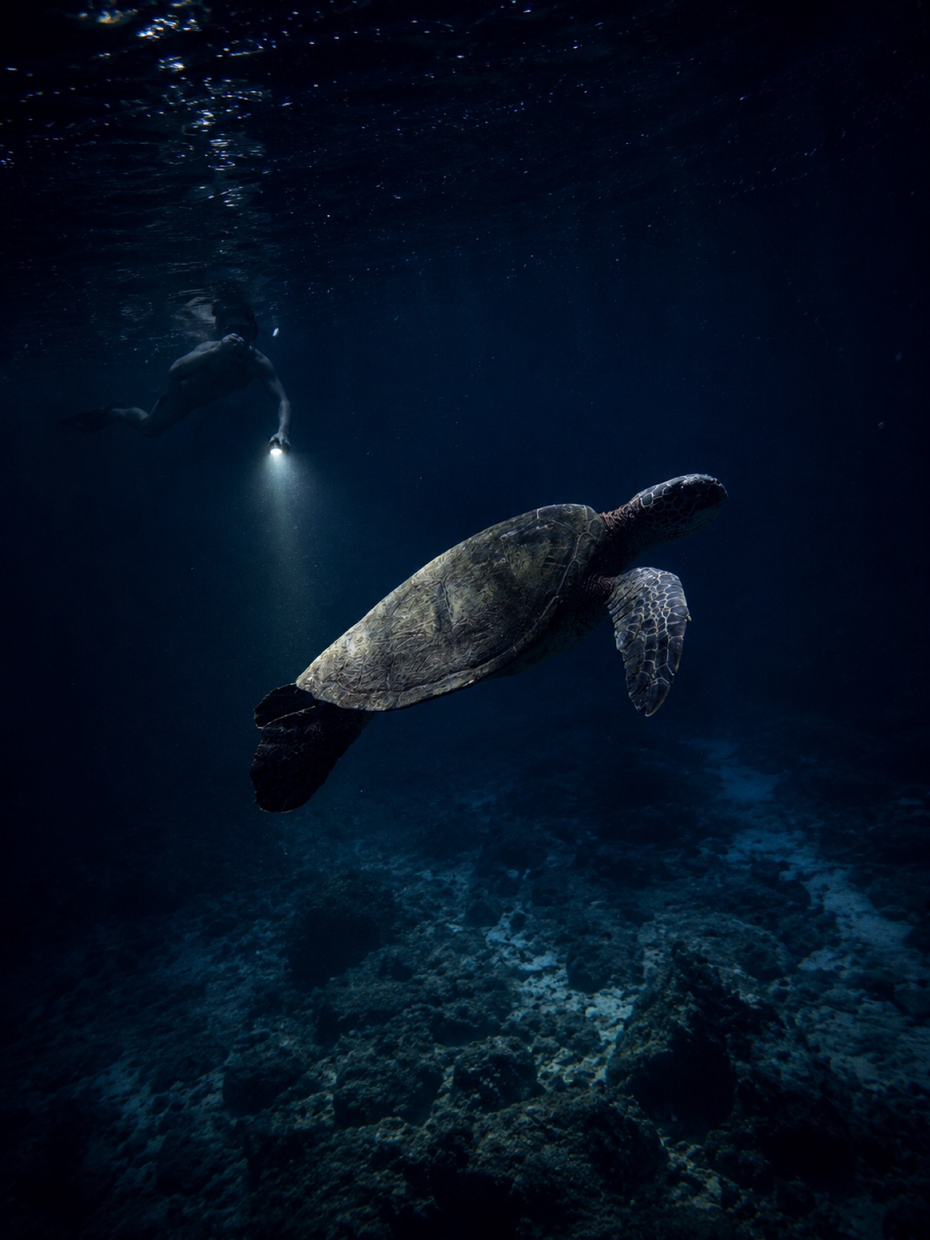 Snorkeler swimming beside a sea turtle at Turtle Town, Maui