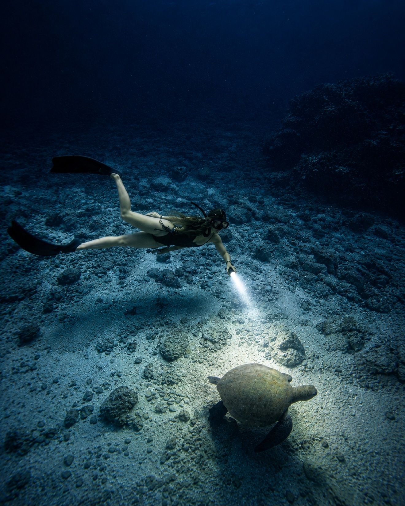 Resting turtle, lit from above — After Dark